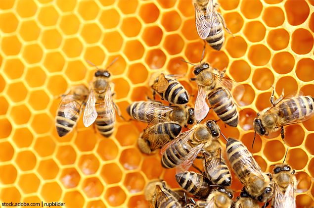 Bienenwaben