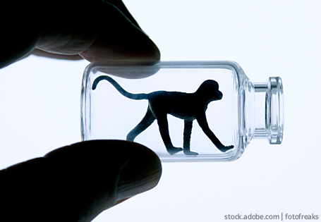 Menschenrechte für Affen? Umgang mit Tierrechten